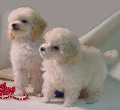 Poodles Toys Puppies